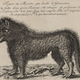 Ilustración de la época ofreciendo una recompensa de 2.700 francos por la captura de la bestia. El texto dice: “Dibujo del monstruo que aflige a Gévaudan. Esta bestia es del tamaño de un toro joven. Prefiere atacar a mujeres y niños. Bebe su sangre, les corta la cabeza y se los lleva. Se prometen 2700 libras a quien mate a este animal.”